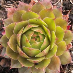 Sempervivum - Dachwurz - Hauswurz